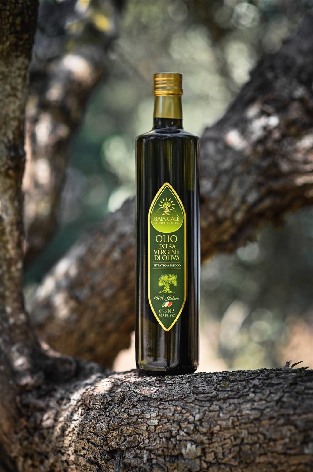 Olio Baia Calè, still life tra i rami d'ulivo